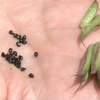 blomsterfrø til haven blomsterfrø til haven